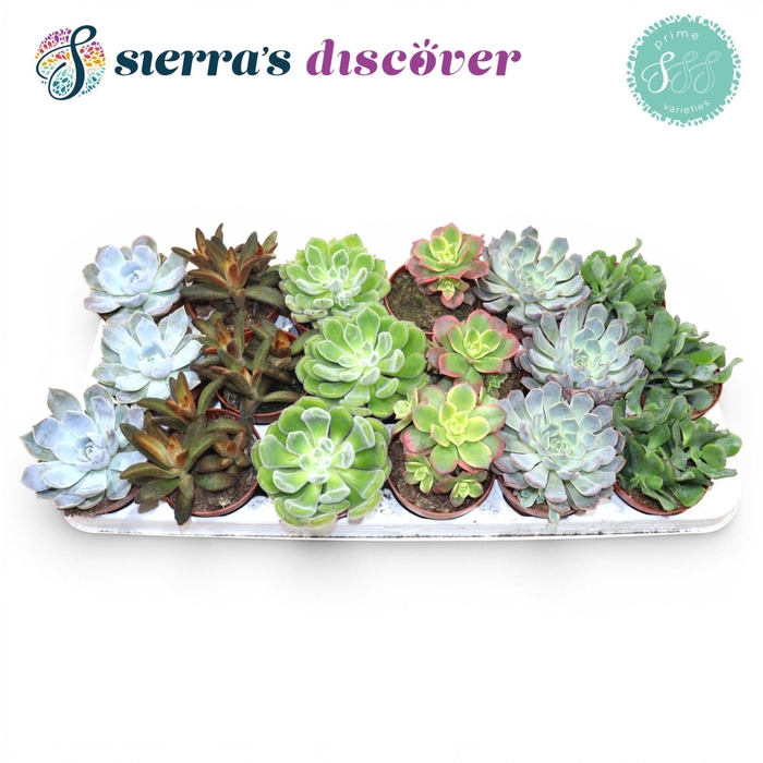 <h4>Succulent Mix P8.5</h4>
