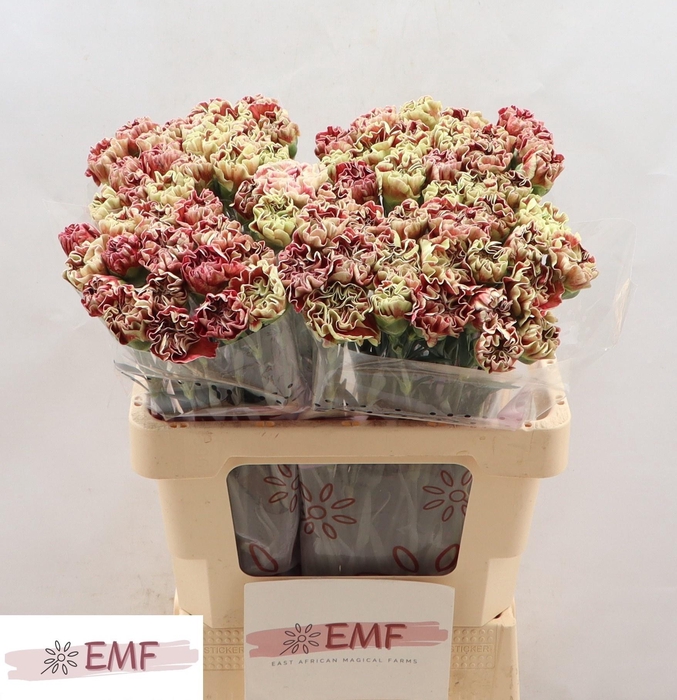 <h4>DI ST WINE COVER</h4>