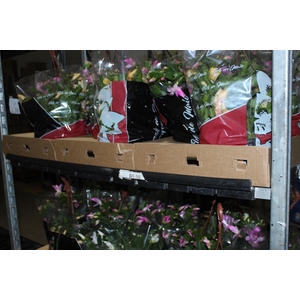 FLOR DE MAIO C21