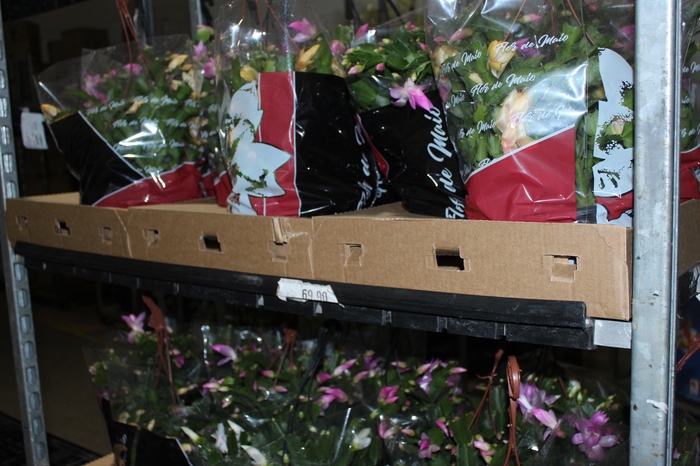 <h4>FLOR DE MAIO C21</h4>