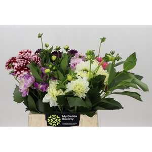 Dahlia Gemengd in fust