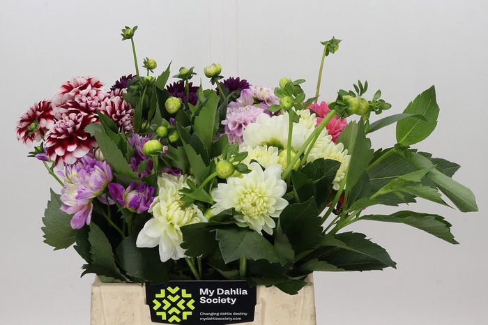 <h4>Dahlia Gemengd in fust</h4>