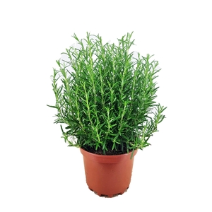 Rosmarinus officinalis