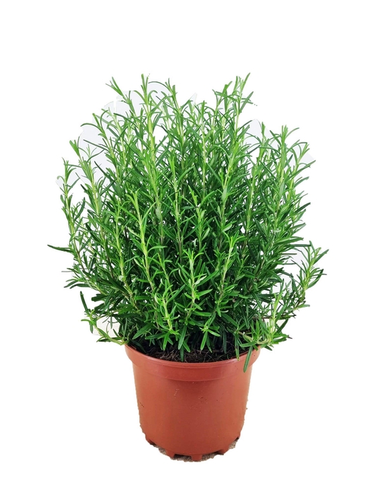 <h4>Rosmarinus officinalis</h4>