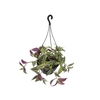 TRADESCANTIA ZEBRINA C21