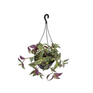 TRADESCANTIA ZEBRINA C21