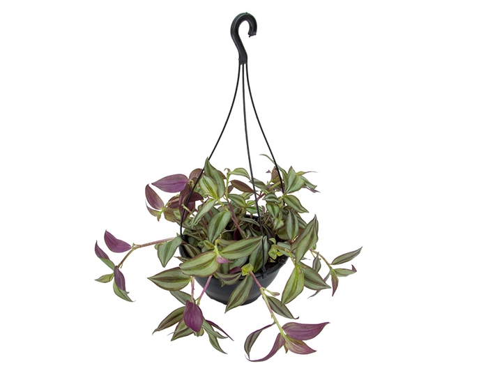 <h4>TRADESCANTIA ZEBRINA C21</h4>