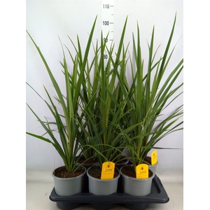Cordyline indivisa 'Peko'
