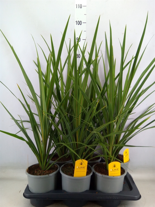 <h4>Cordyline indivisa 'Peko'</h4>