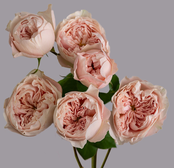 <h4>R TR BOOMIE GARDENS Tessa</h4>
