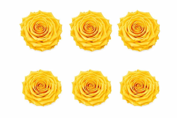 <h4>Ro Pres Classic Yellow Gold</h4>