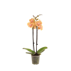 Phal Pocahontas 2T16+