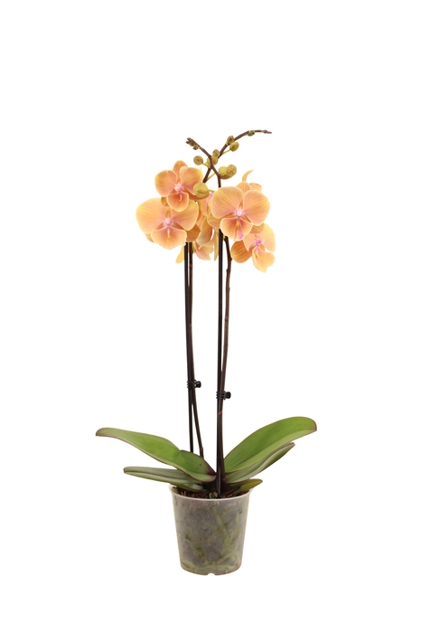 <h4>Phal Pocahontas 2T16+</h4>