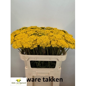 Achillea F Park Variety Gebr Van Egmond