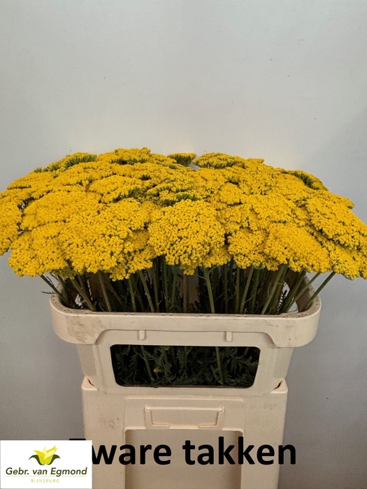 <h4>Achillea F Park Variety Gebr Van Egmond</h4>