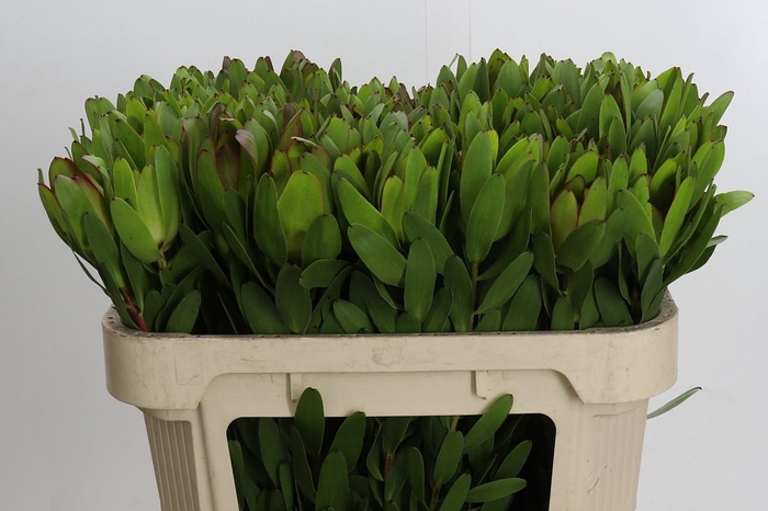 <h4>Leucadendron Goldstrike</h4>