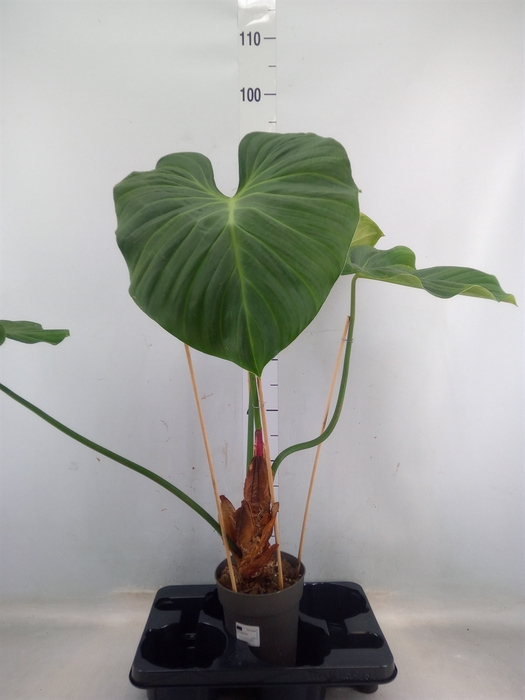 <h4>Philodendron   ...</h4>