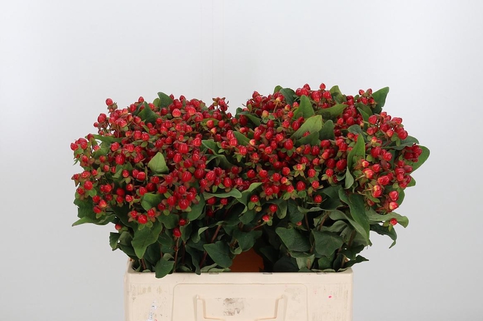 <h4>Hyp Mag Triumph</h4>