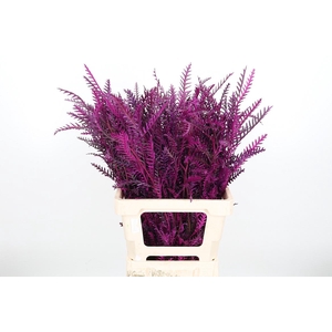 Grevilea Ivanhoe Kl Bh Erika