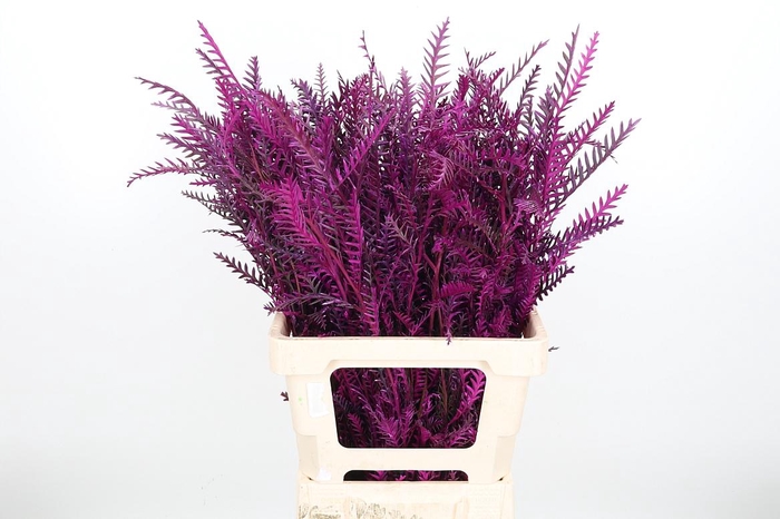 <h4>Grevilea Ivanhoe Kl Bh Erika</h4>