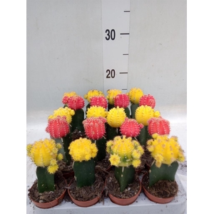 Gymnocalycium mihanov. 'Japan'  mix