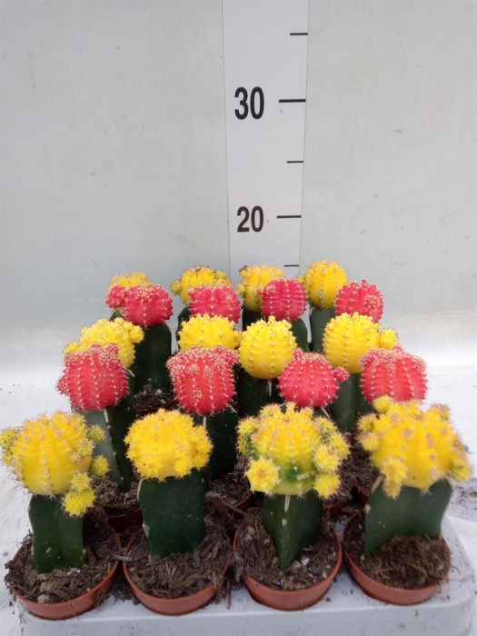 <h4>Gymnocalycium mihanov. 'Japan'  mix</h4>