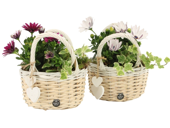 <h4>21888: Love outdoor arrangement</h4>