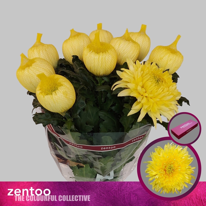 <h4>CHR G MAGNUM YELLOW</h4>