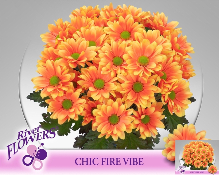 <h4>CHR T CHIC KLB H%</h4>