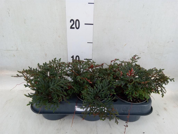 <h4>Planten   ... L%</h4>