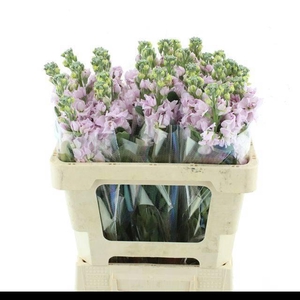 MATTH IRON CHERRY BL