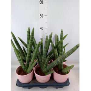 Sansevieria cyl. 'Handshake'