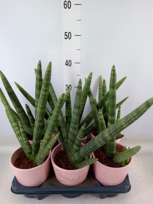 <h4>Sansevieria cyl. 'Handshake'</h4>