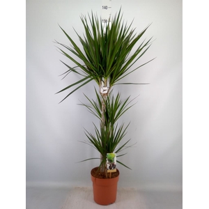 Dracaena marg.