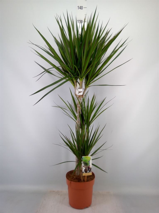 <h4>Dracaena marg.</h4>