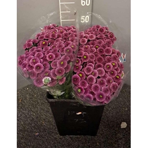 Chr San Pompon Mauve Fuchsia