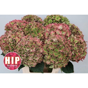 HYDR M CH RODEO CL