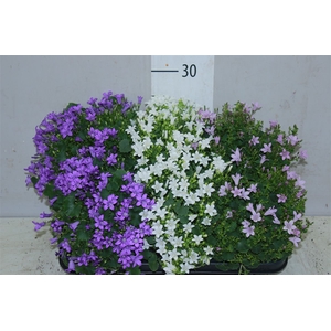Campanula Gemengd