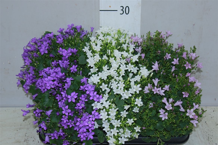 <h4>Campanula Gemengd</h4>