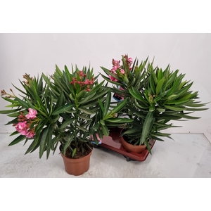 NERI OLEANDER