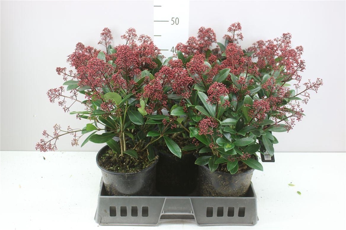 <h4>Skimmia Jap. Rubella 20+</h4>