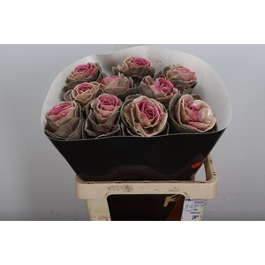 Brassica Wx (ex) Classic Pink