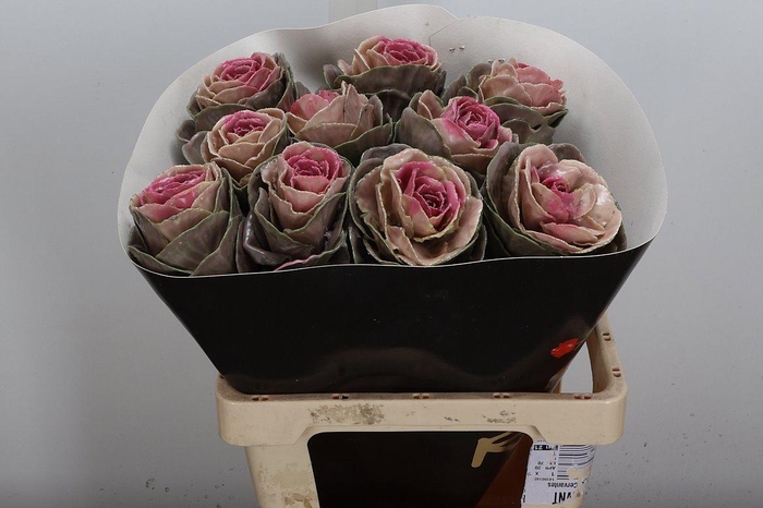 <h4>Brassica Wx (ex) Classic Pink</h4>