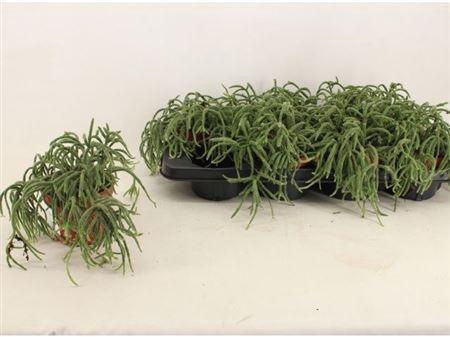 arr8 Rhipsalis Baccifera