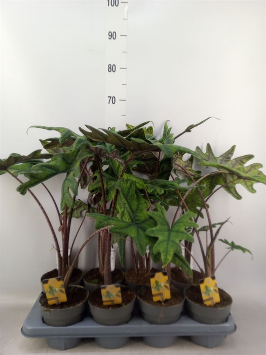 <h4>Alocasia  'Jacklyn'</h4>