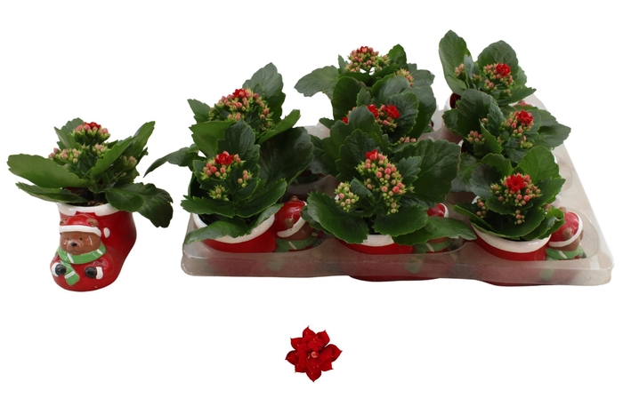 <h4>KAL GE DON JUSTINO</h4>