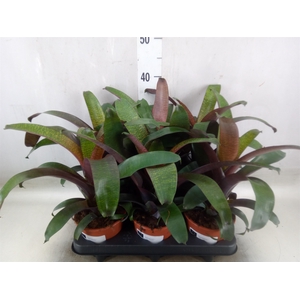 Vriesea   ...