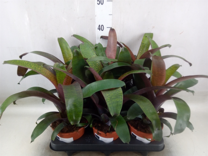 <h4>Vriesea   ...</h4>