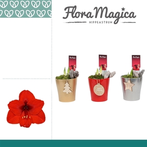 Amaryllis Rood 2 Knop Amy KERST