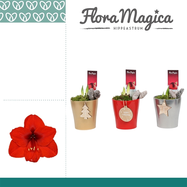 <h4>Amaryllis Rood 2 Knop Amy KERST</h4>